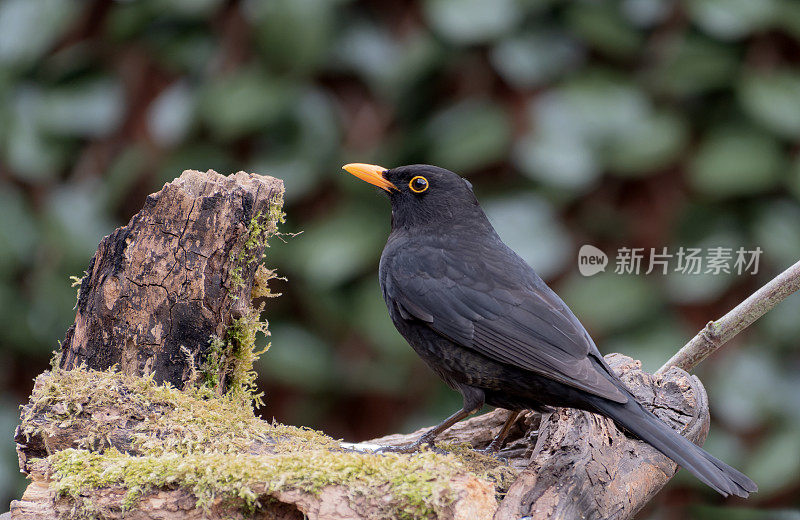 栖息在树枝上的黑鸟(Turdus merula)